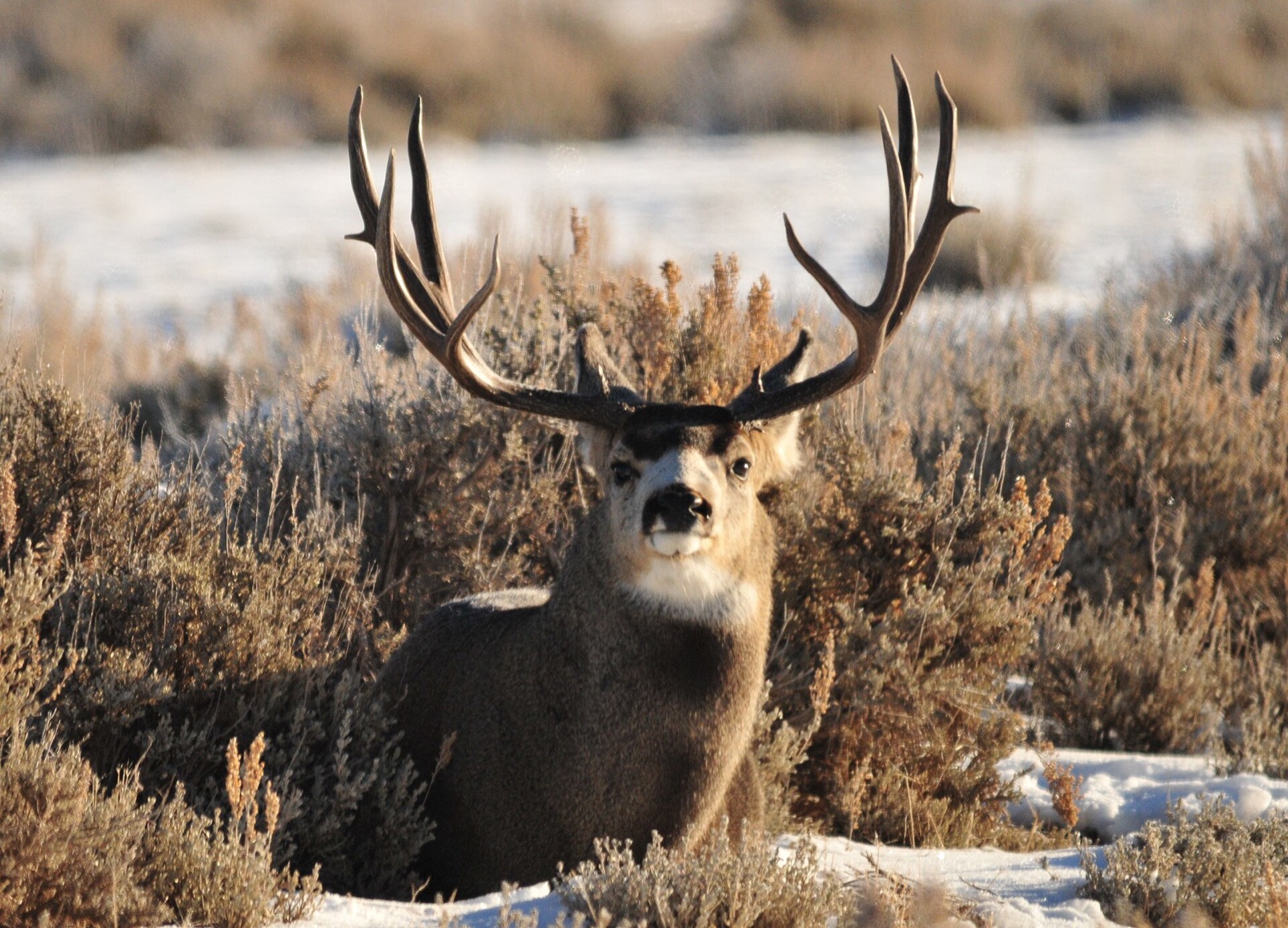 Heavy antlered mule deer buck standing shoulder deep in snowy sagebrush in Wyoming