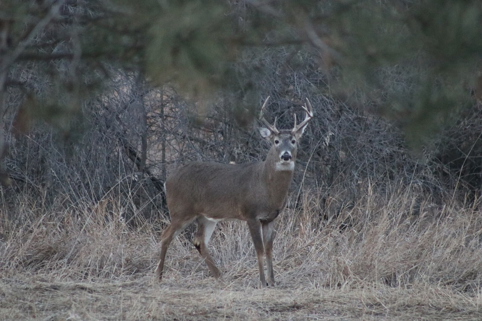 Alert white-tailed buck standing in bare late fall brush at dusk
