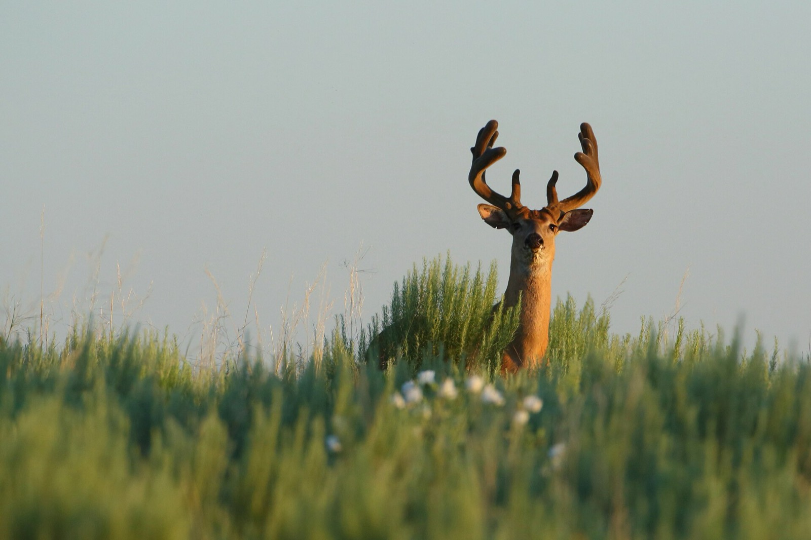 Buck with antlers in velvet standing in tall summer grass in golden light