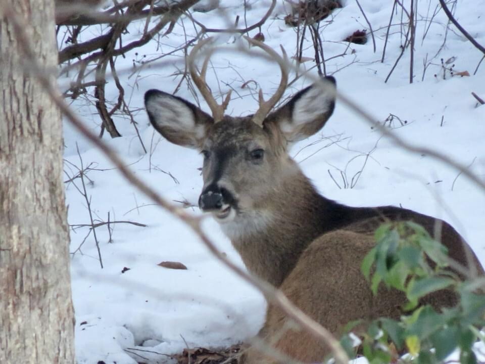 A white-tailed buck with small antlers bedded in snow among bare winter branches