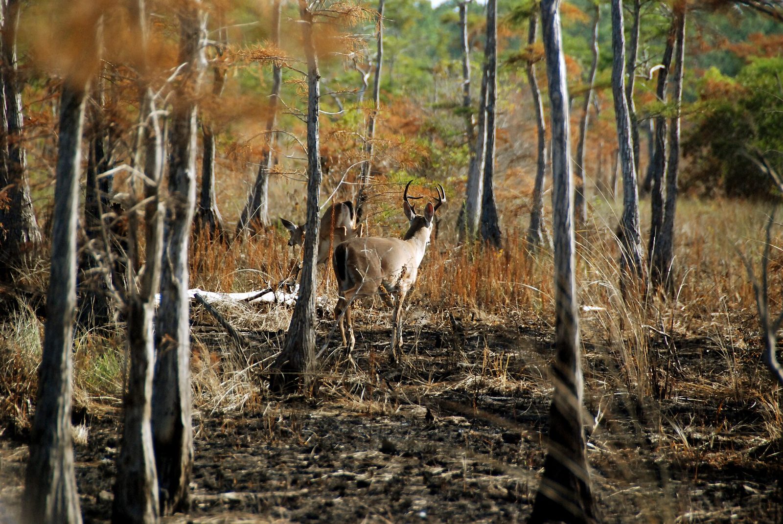A white-tailed buck and doe moving through a recently burned stand of cypress and pine