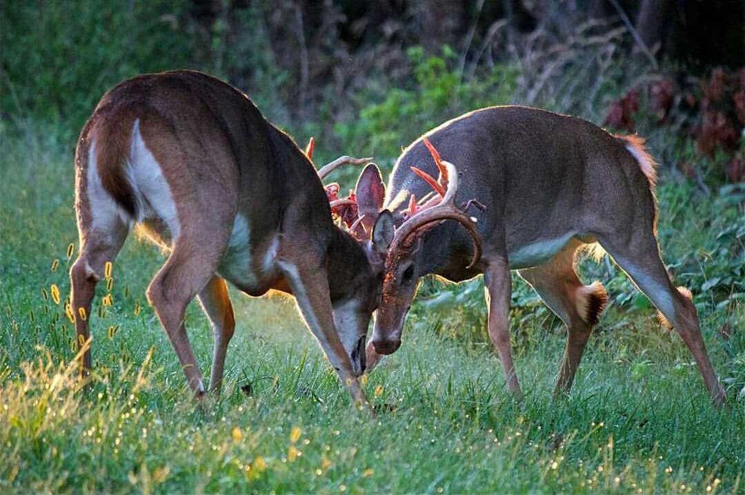 Two white-tailed bucks with locked antlers pushing each other on green grass, shreds of velvet on the antlers