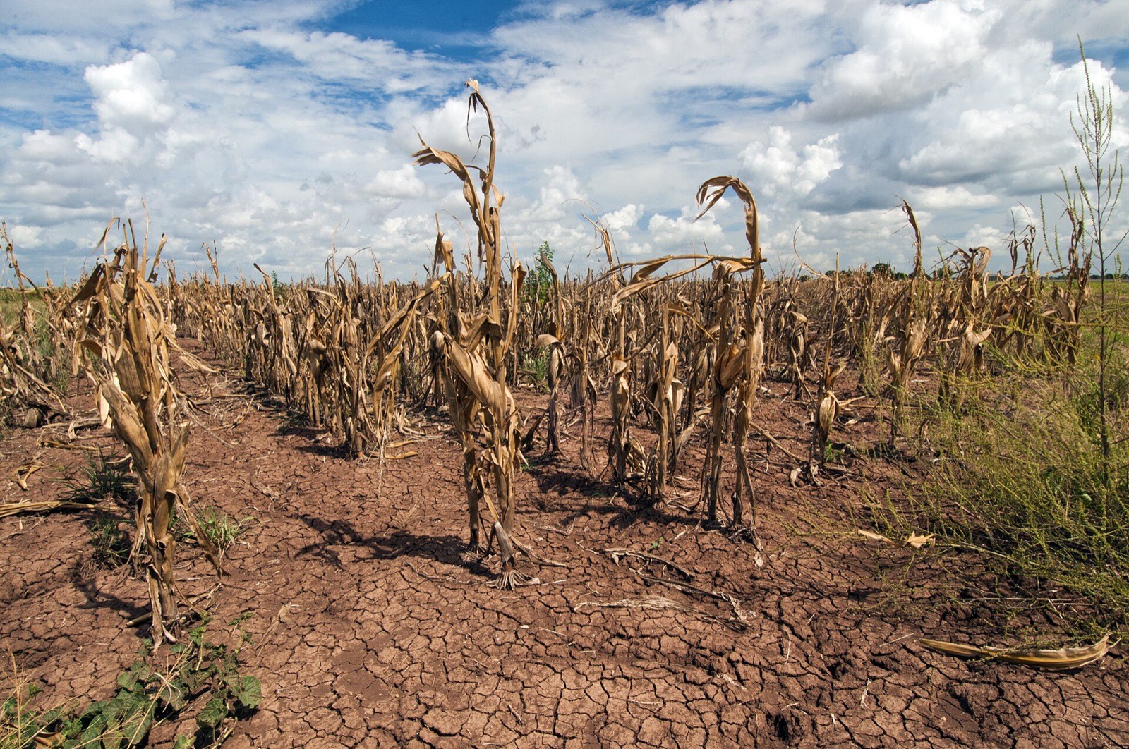 Corn plants with curled and browning leaves in a dry field