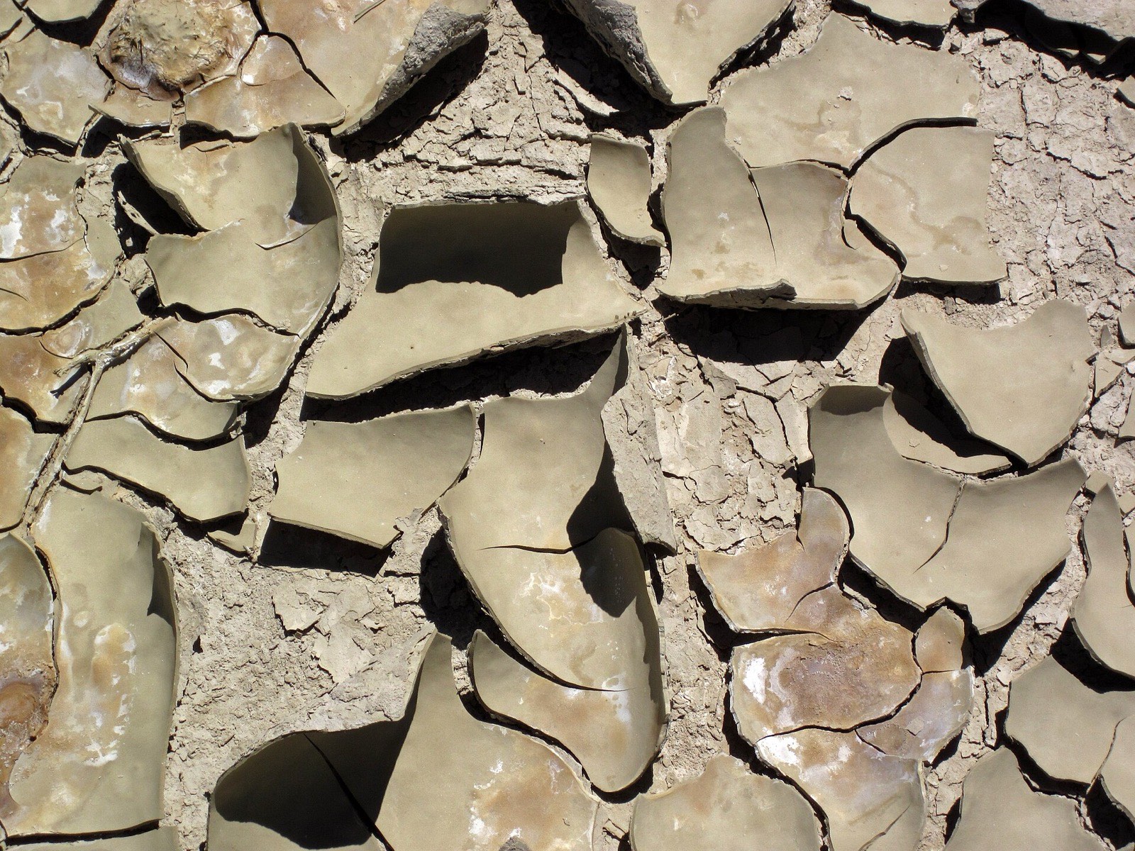 Curled plates of dried mud on a cracked streambed