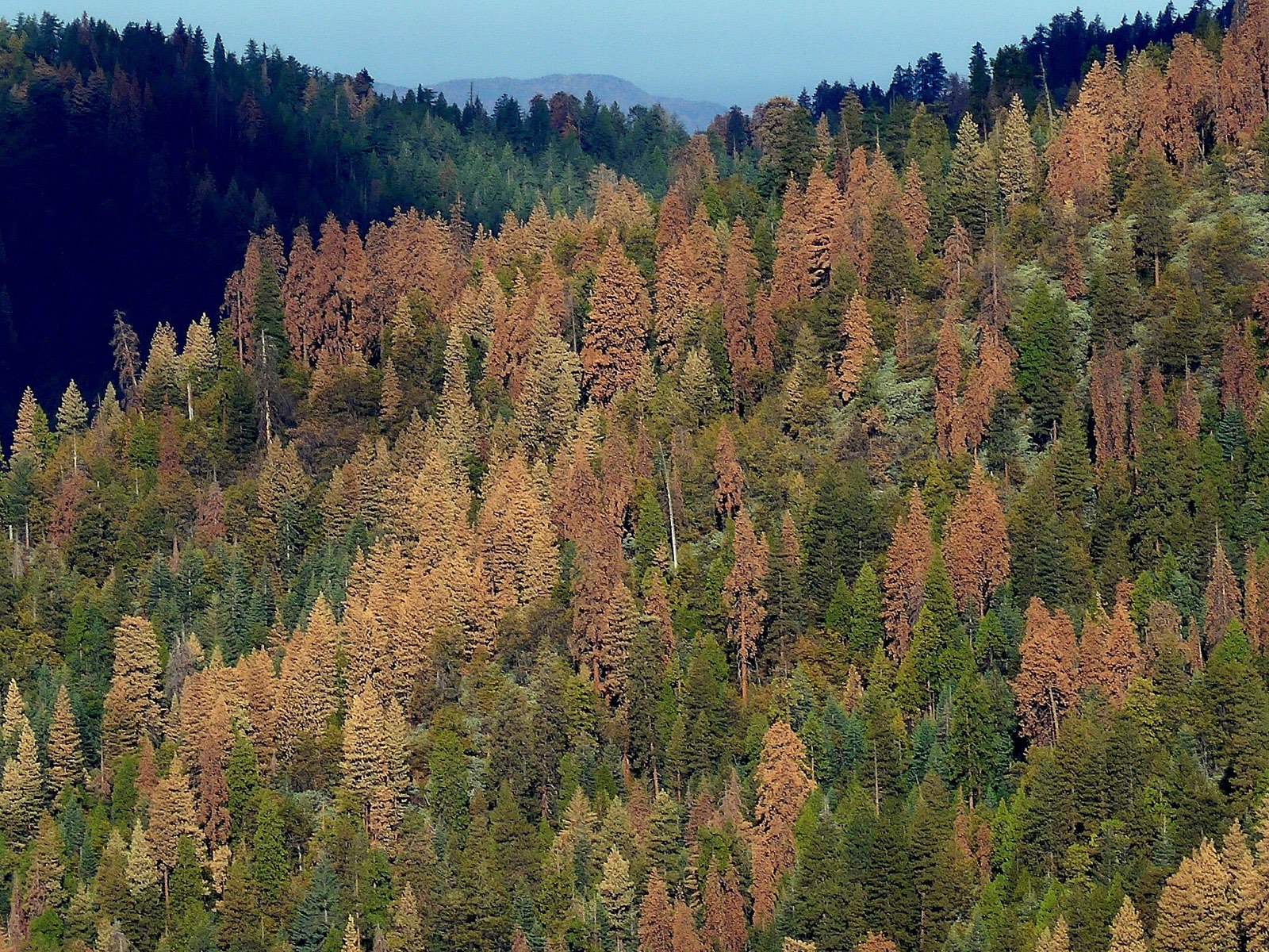 Standing dead conifers on a dry hillside after a prolonged drought