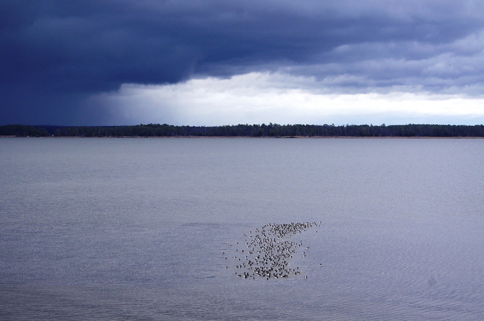 A tight raft of a few hundred canvasbacks on a wide grey river under a dark storm cloud, a line of pines on the far shore