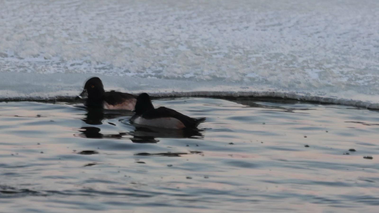 Two ring-necked ducks swimming in dark open water along the edge of a sheet of ice
