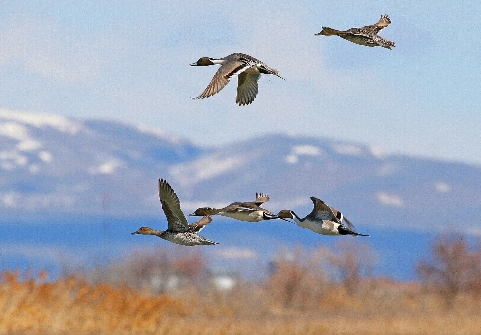 Five northern pintails, drakes and hens, flying low over golden marsh grass with snow streaked mountains behind