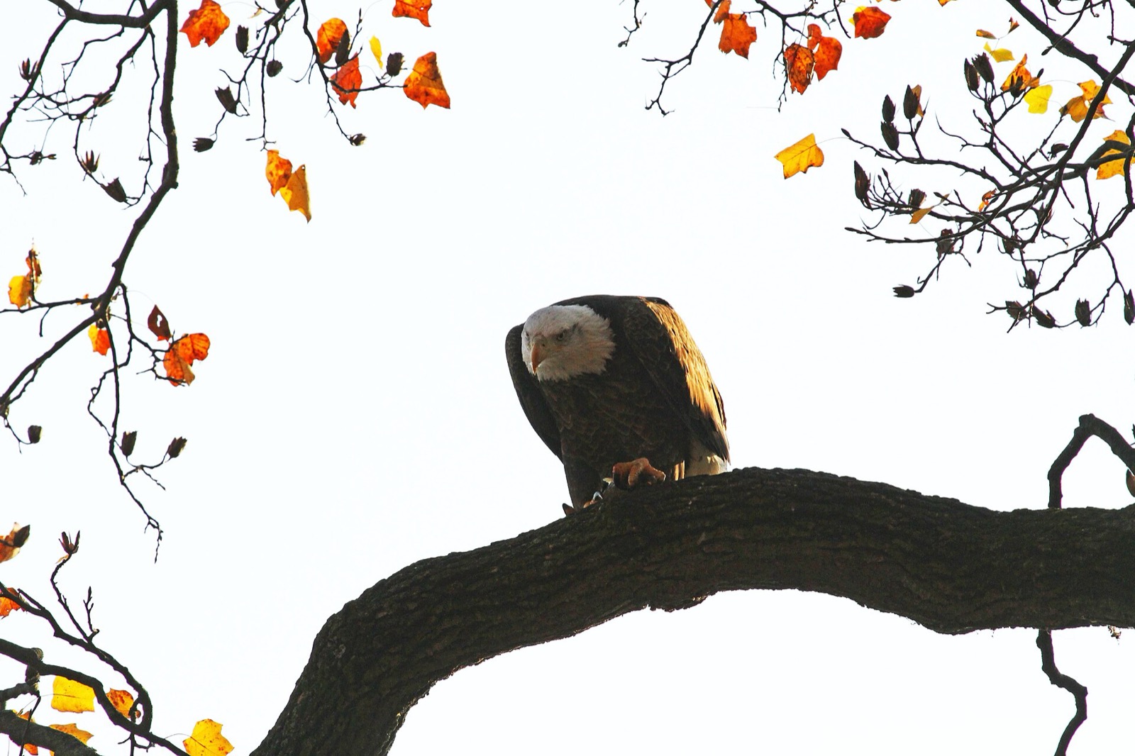 An adult bald eagle with a white head perched on a heavy bare branch, framed by orange and yellow leaves still on the tree
