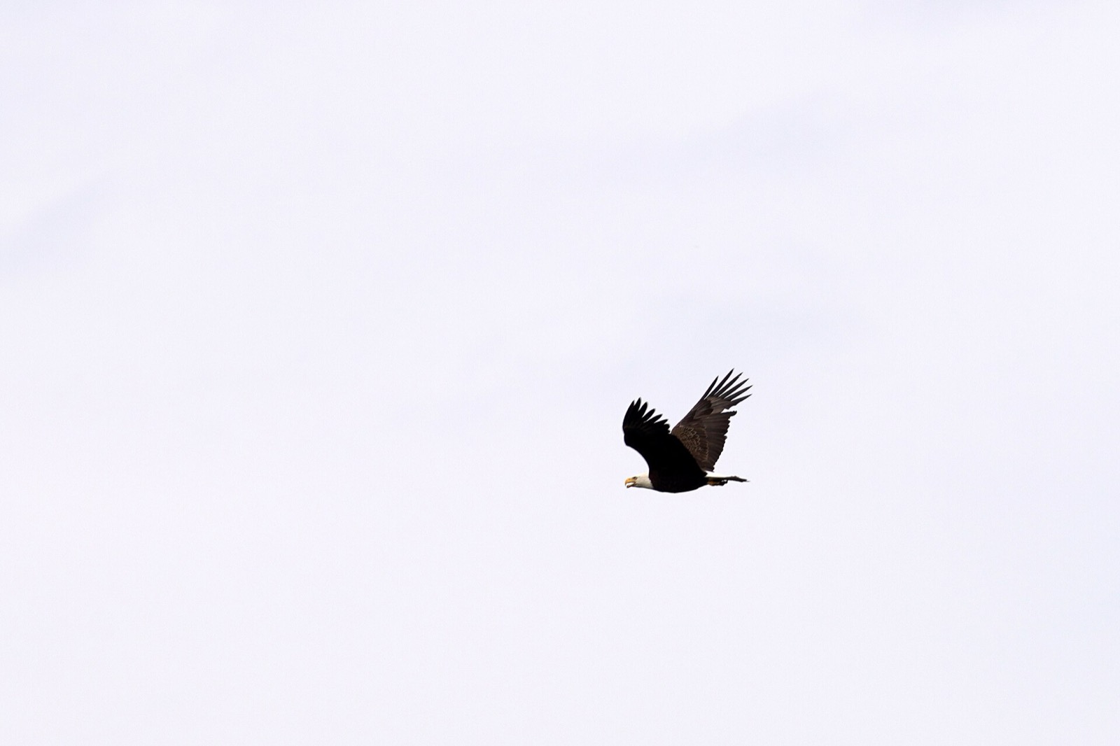 An adult bald eagle gliding on flat outstretched wings against a pale overcast sky, its white head and white tail clearly separated from the dark body
