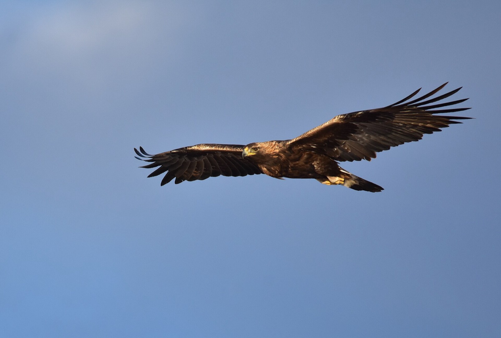 A golden eagle in flight against a blue sky, uniformly dark brown with a pale golden wash across the back of the head and neck, and no white anywhere on the head or tail