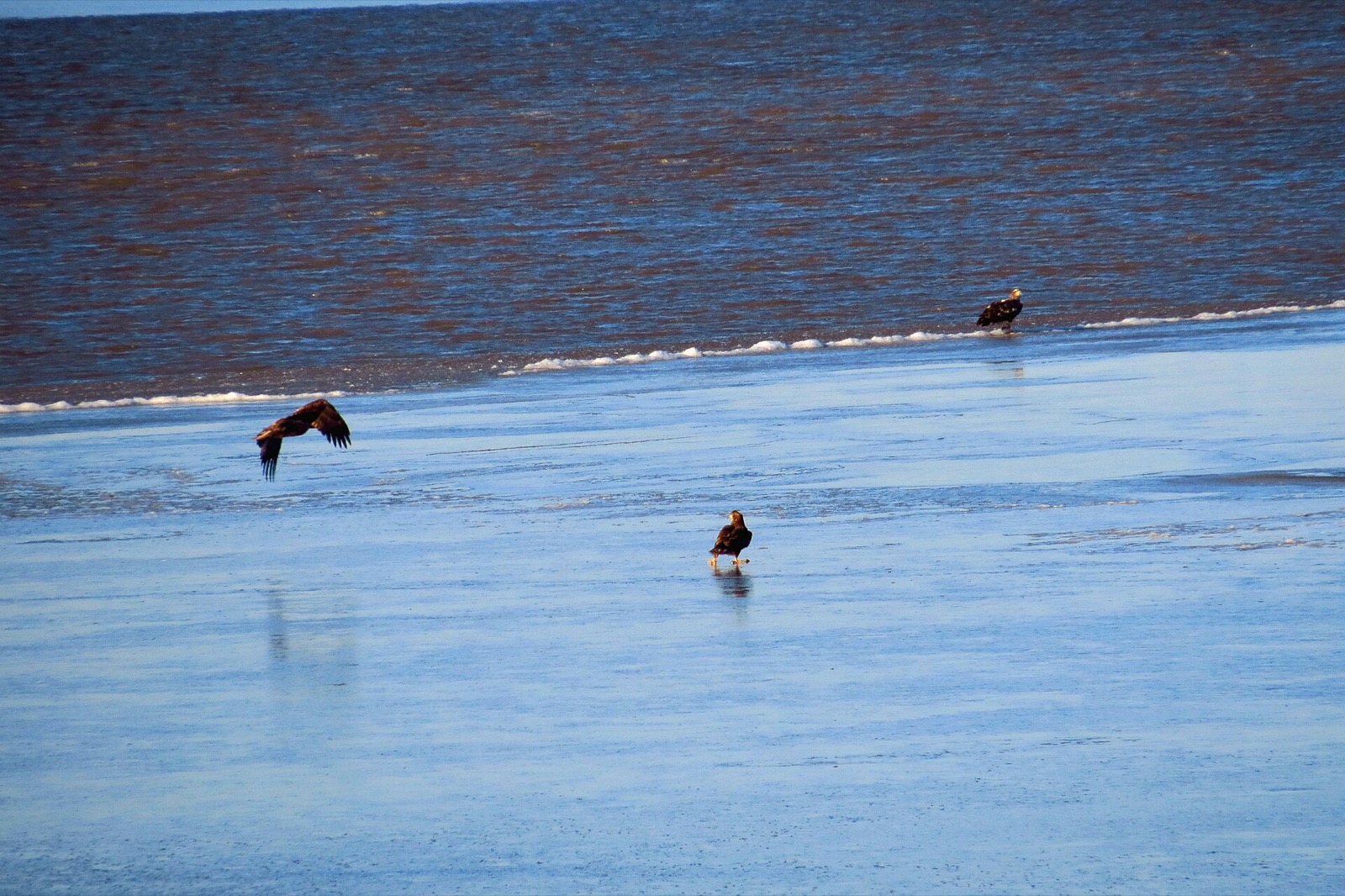Three bald eagles at the edge of a frozen bay, one standing on the ice, one in low flight and one at the boundary between the ice sheet and dark open water
