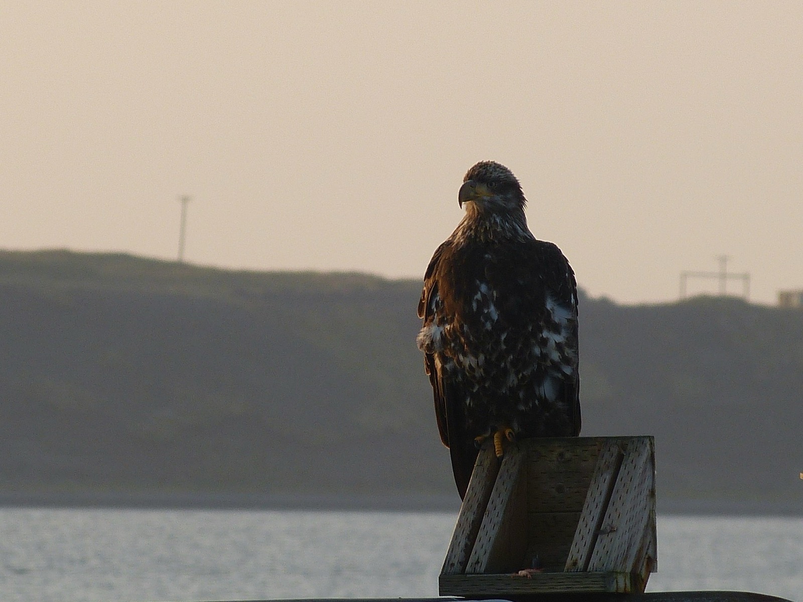 A young bald eagle perched by open water, its body heavily mottled brown and white, its head dusky rather than white and its bill dark with a pale base