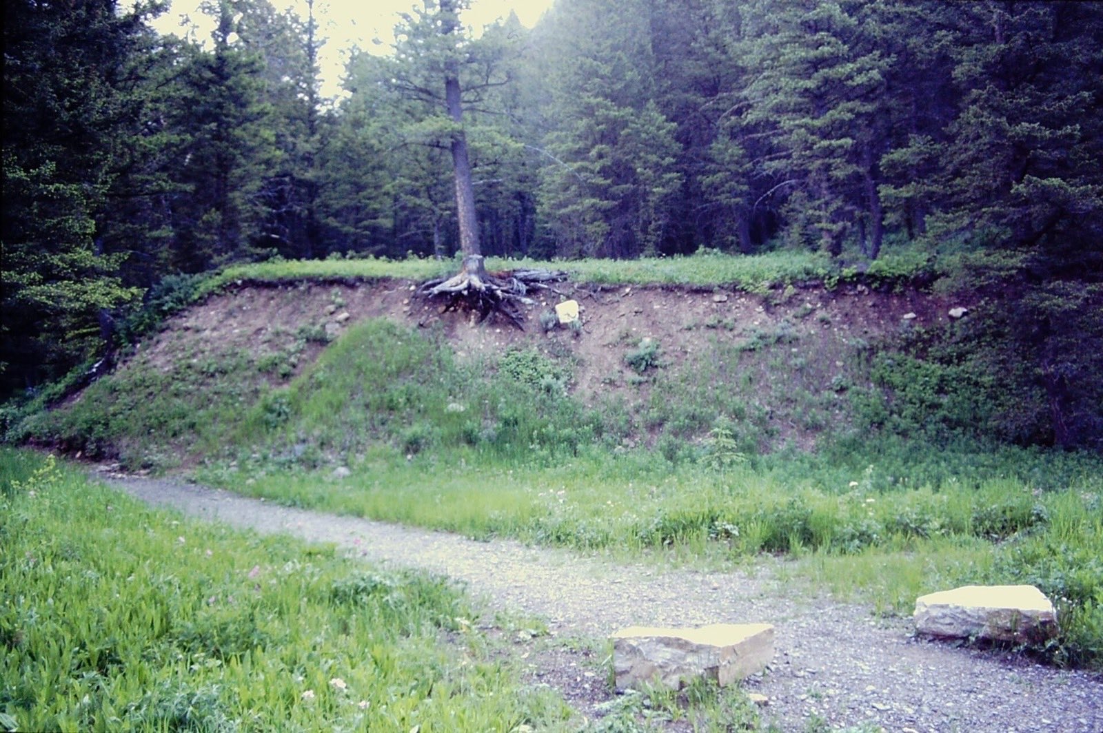 A steep grassy step in the ground running through a pine forest, the scarp of an old fault rupture