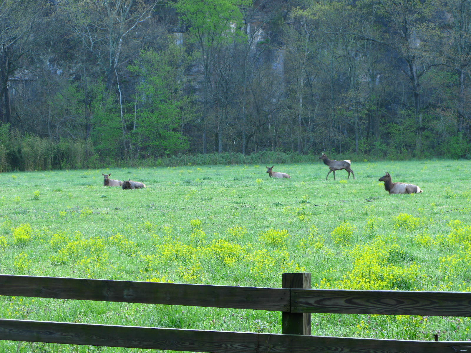 Several elk resting and walking in a wide green field with a limestone bluff and bare trees behind