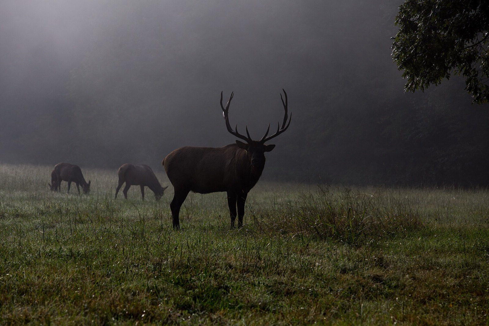 A dark silhouetted bull elk in a misty meadow at first light with two cows grazing behind it