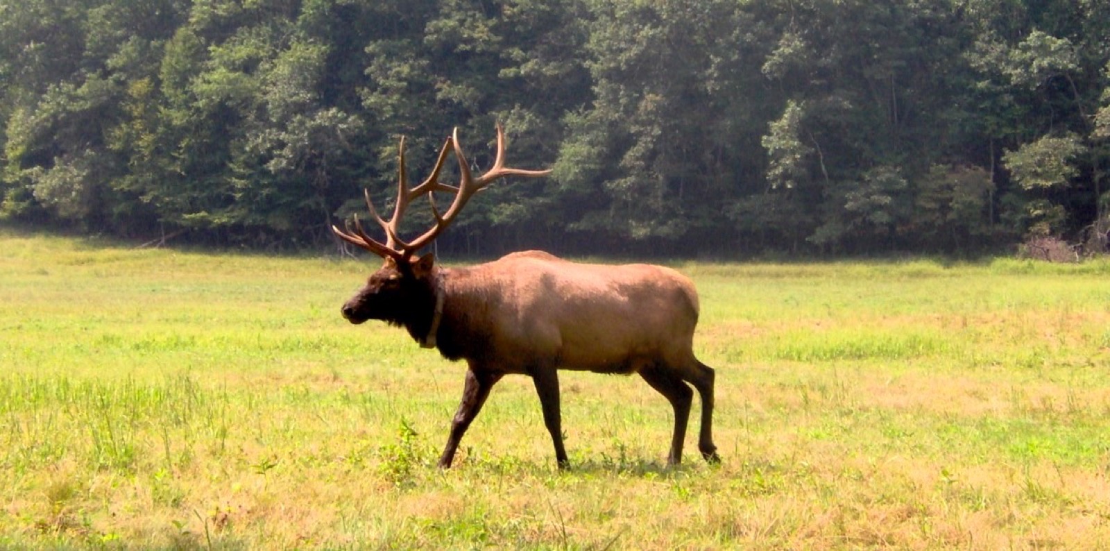 A collared bull elk walking across a green field with dense summer woodland behind