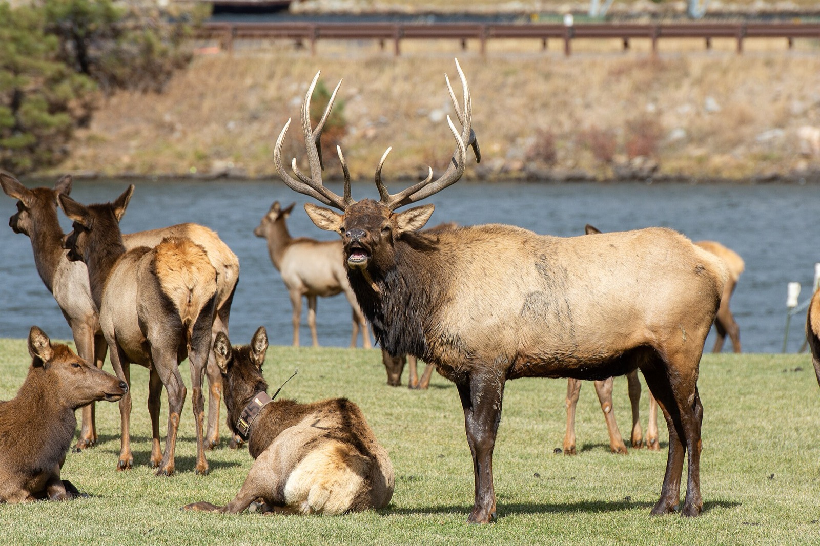 A bull elk bugling in the middle of a group of cow elk on mown grass beside a lake, a road above