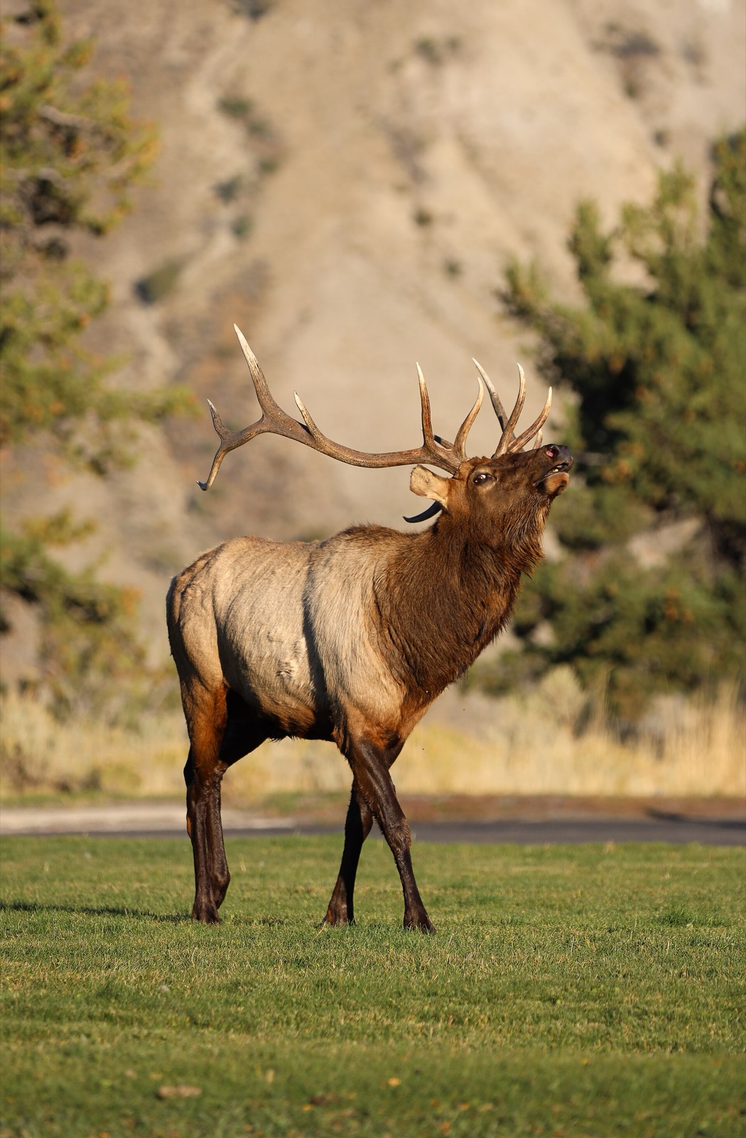 A bull elk standing on grass with its head thrown back and mouth open, bugling, in front of a pale hillside