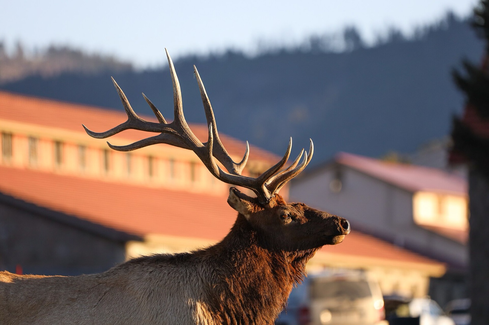 A bull elk in profile in front of red roofed buildings at Mammoth Hot Springs