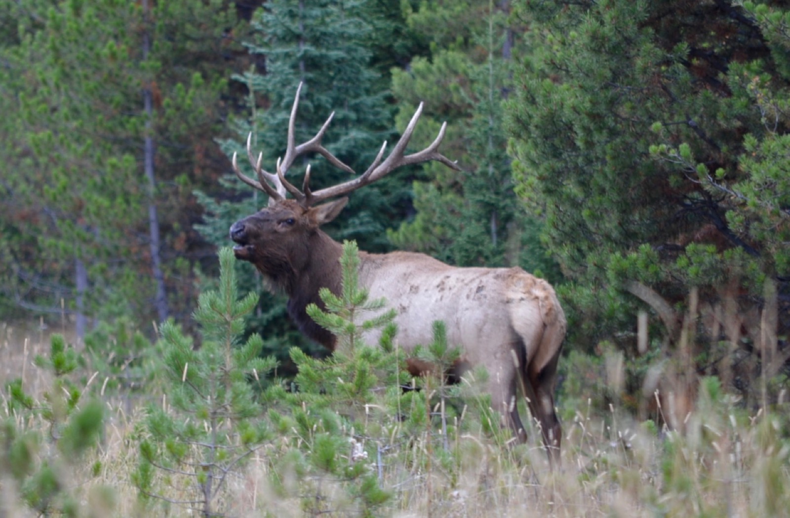 A bull elk with its mouth open among young pines and dry grass