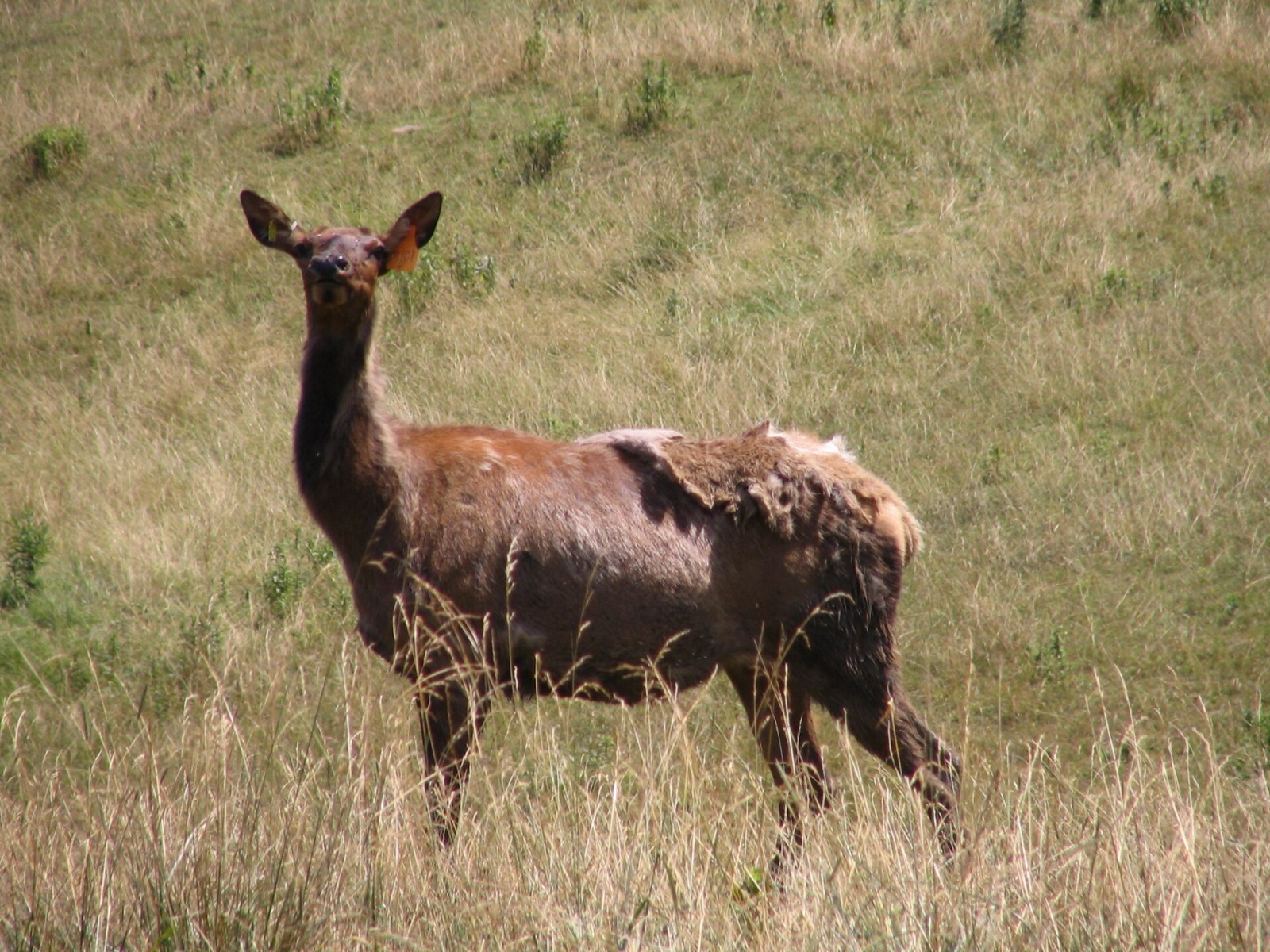 A cow elk in summer coat standing in tall dry grass, with a coloured tag in its ear