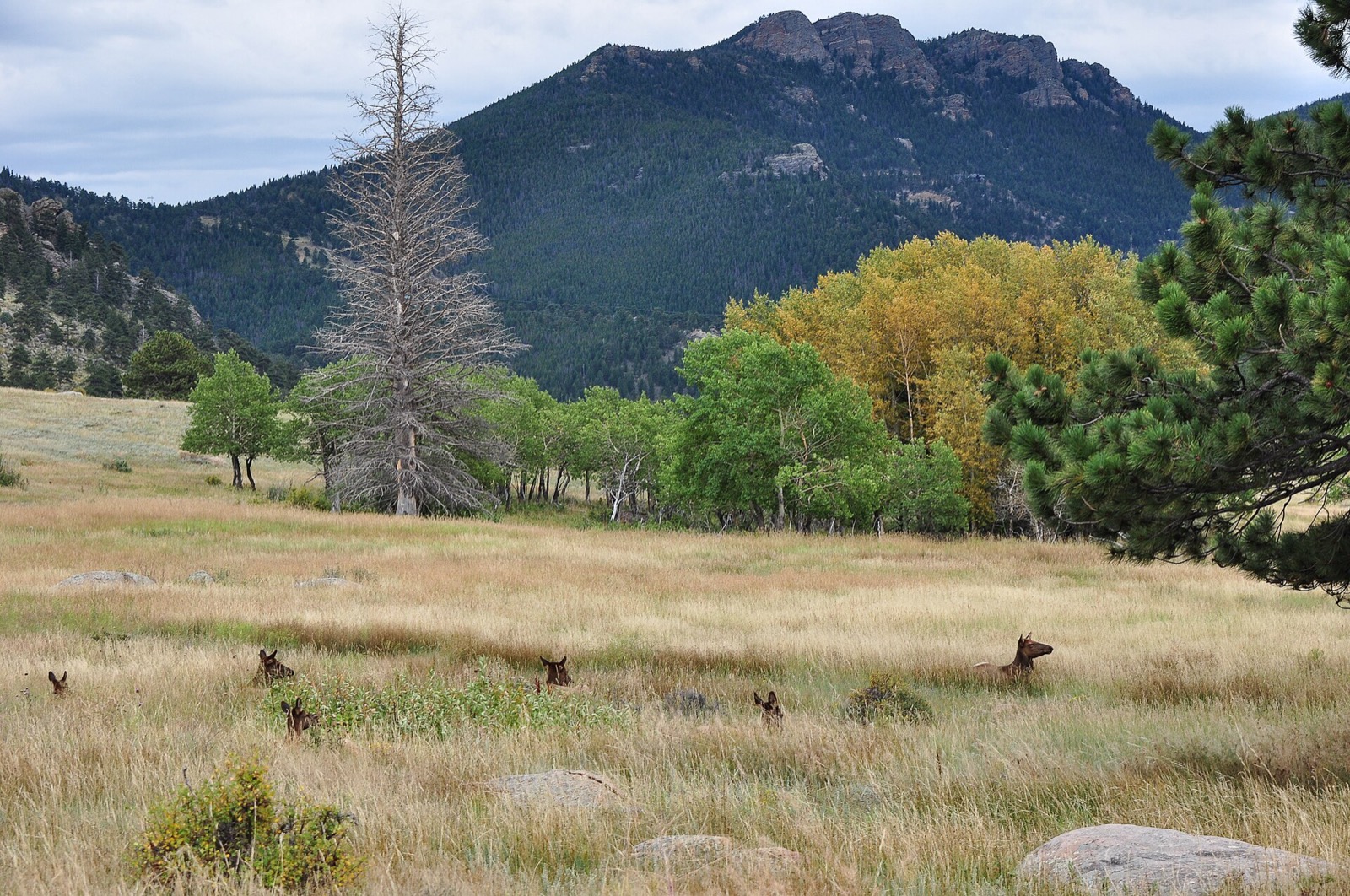 Cow elk bedded in a wide golden meadow with aspens turning yellow and a mountain behind