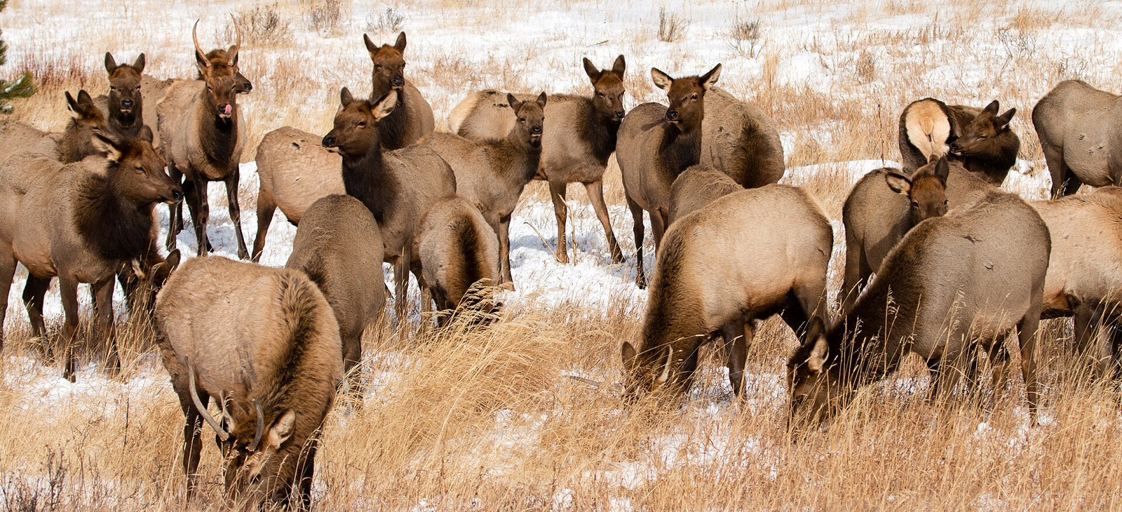 A tight herd of cow elk standing in snow and dry golden grass