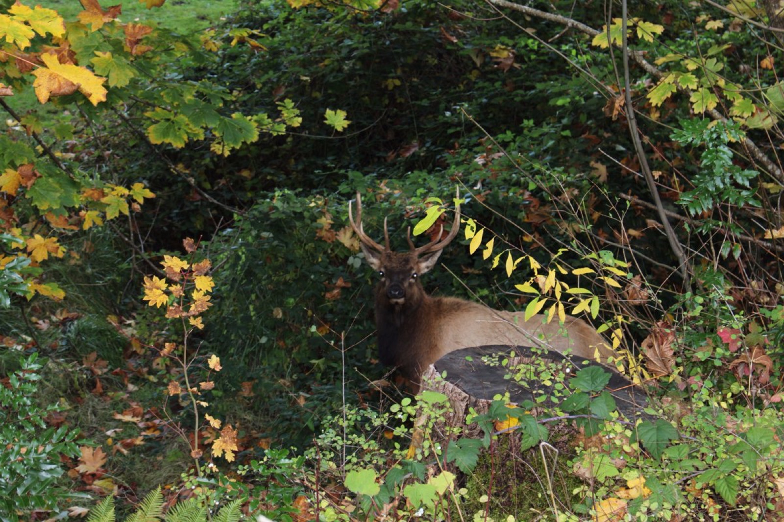 A young bull elk bedded among green and yellow autumn undergrowth in dense forest