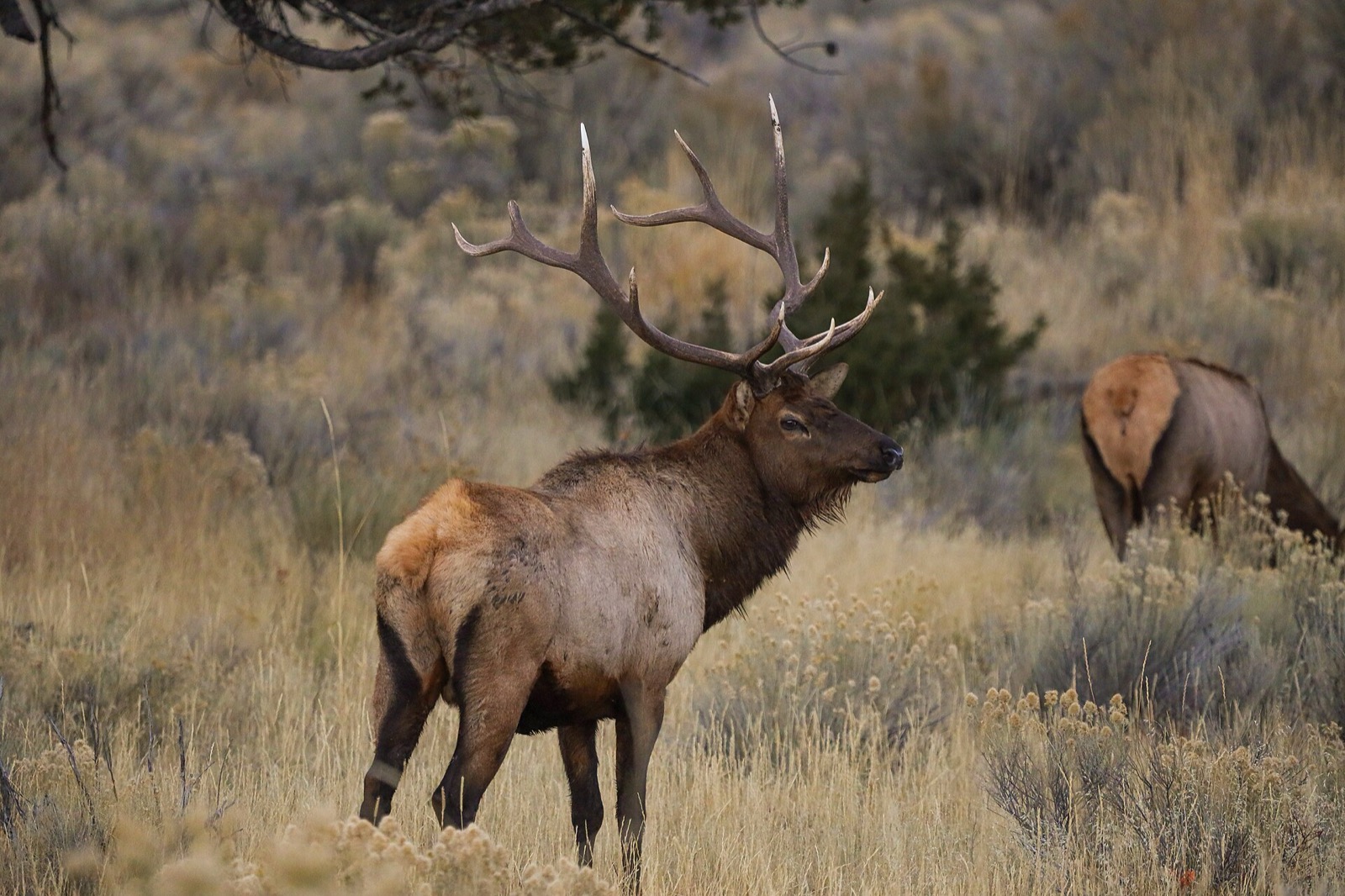 A bull elk with large antlers standing in tall autumn sagebrush, a second elk grazing behind it