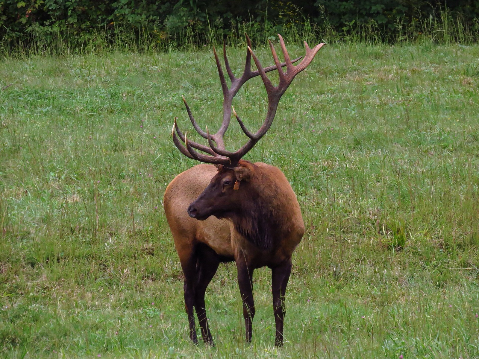 A large bull elk with heavy antlers standing in a green field, an orange ear tag visible