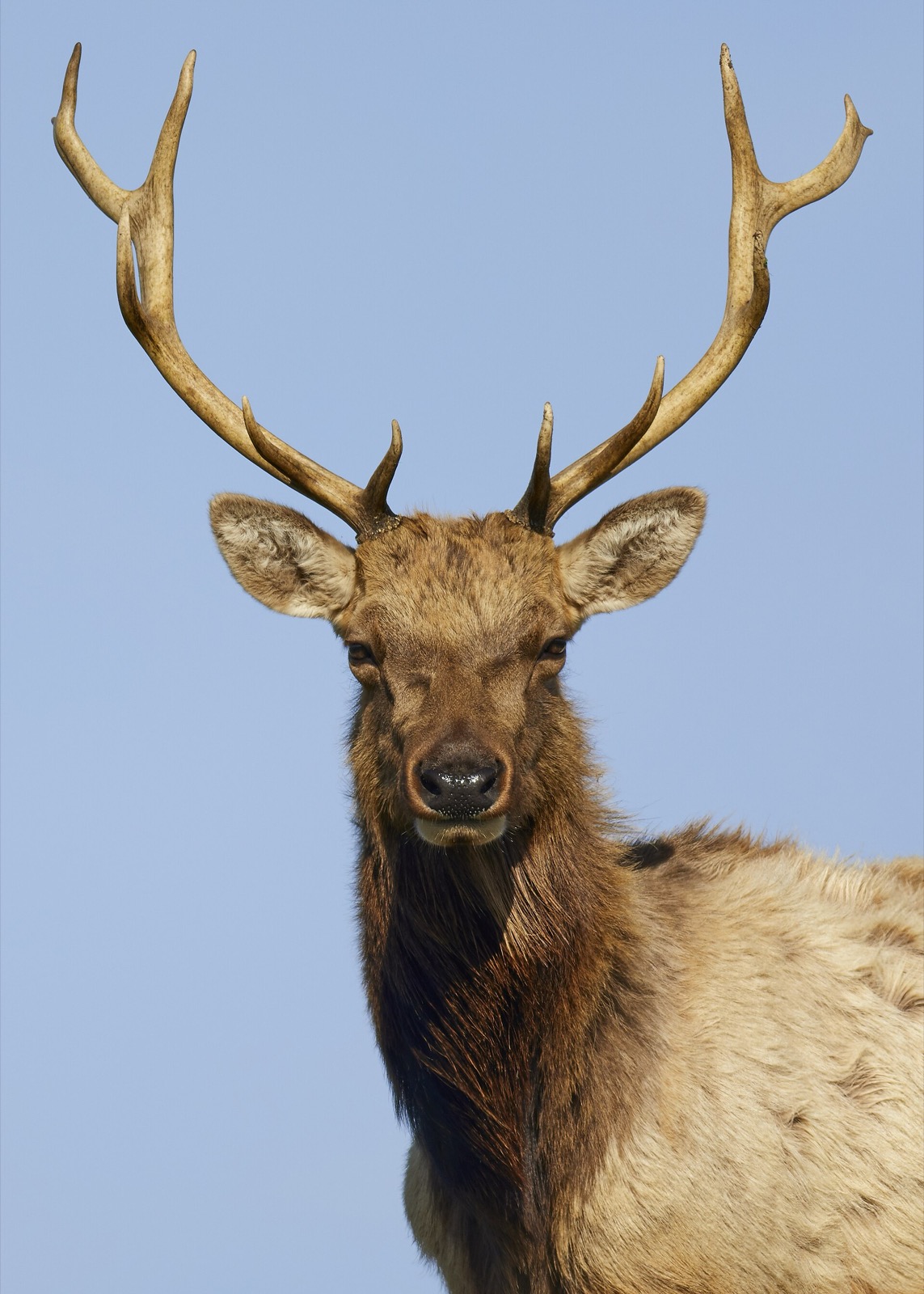 Head and shoulders of a bull tule elk against a clear blue sky