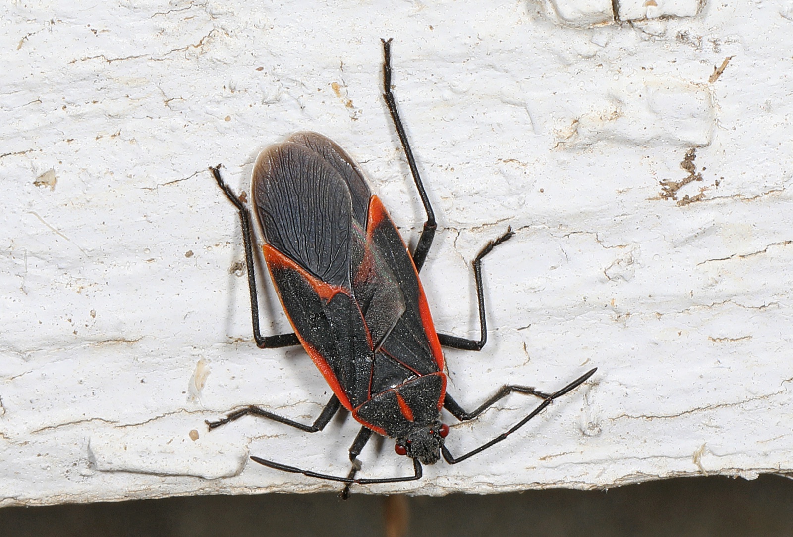 An adult boxelder bug on white painted wood, showing three red lines on the thorax