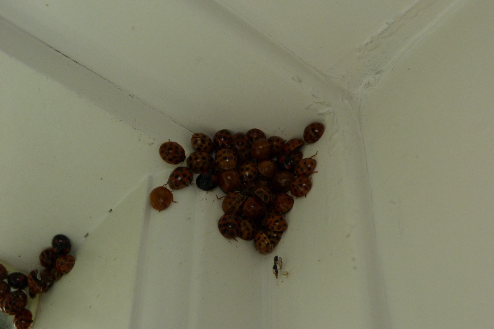 A cluster of Asian lady beetles of varying colour wedged into the corner of a white painted frame