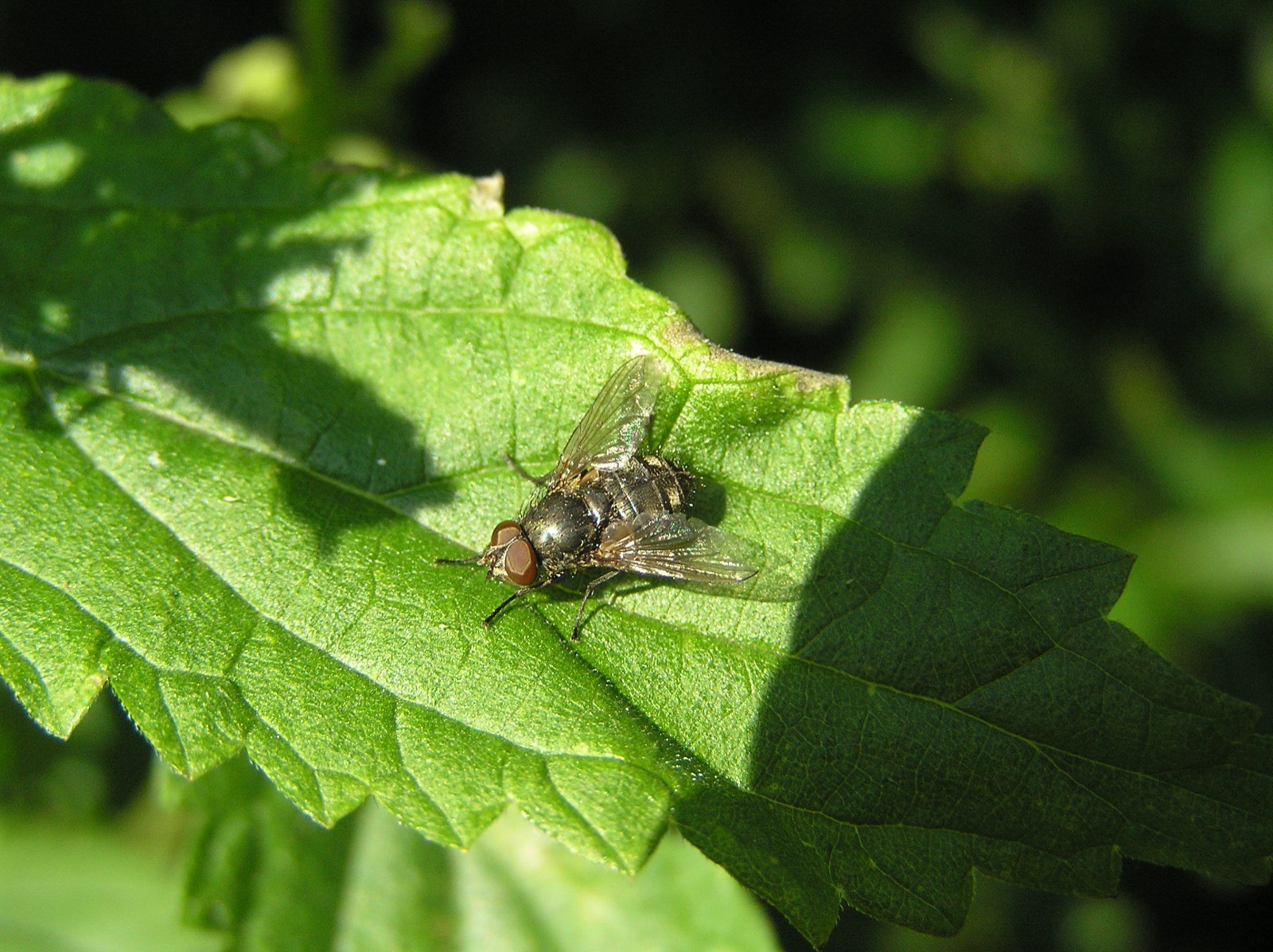 A cluster fly resting on a green leaf, showing golden hairs on the thorax