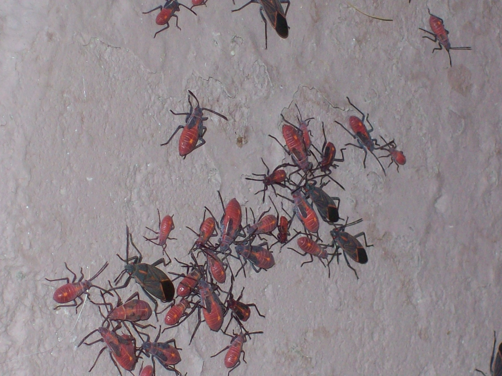 Fall Invaders in Iowa 2026: When Bugs Come Inside | MyWild