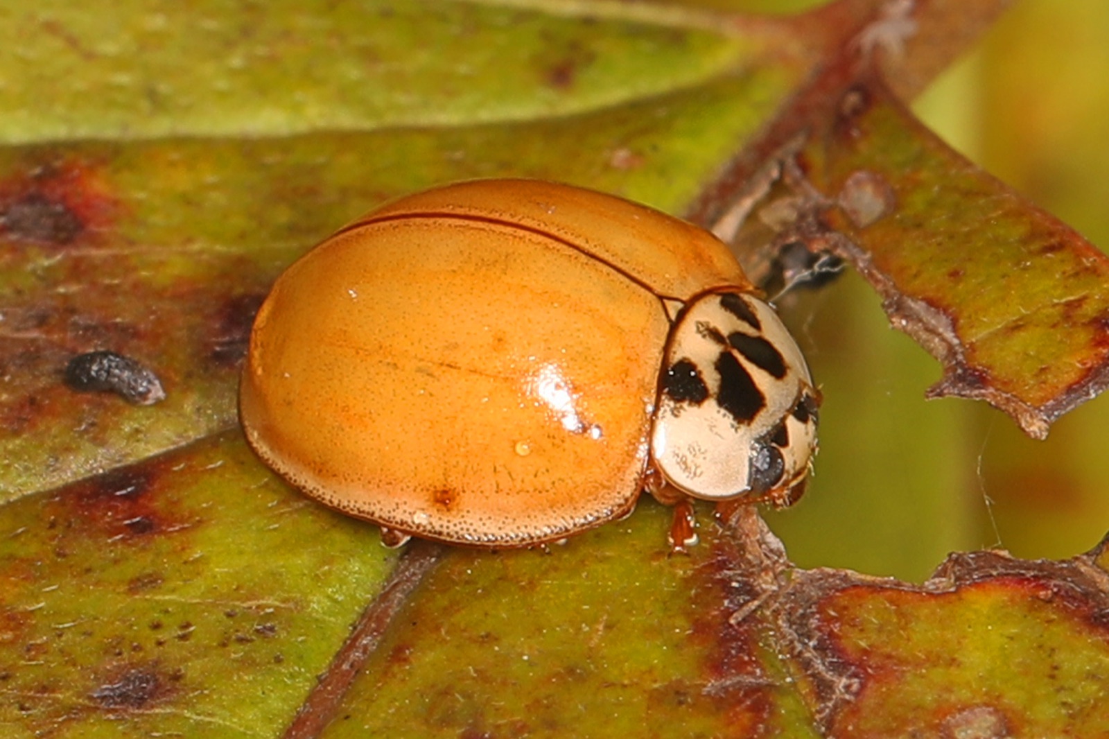 An orange spotless Asian lady beetle in profile, with the black M mark visible on the white shield behind its head