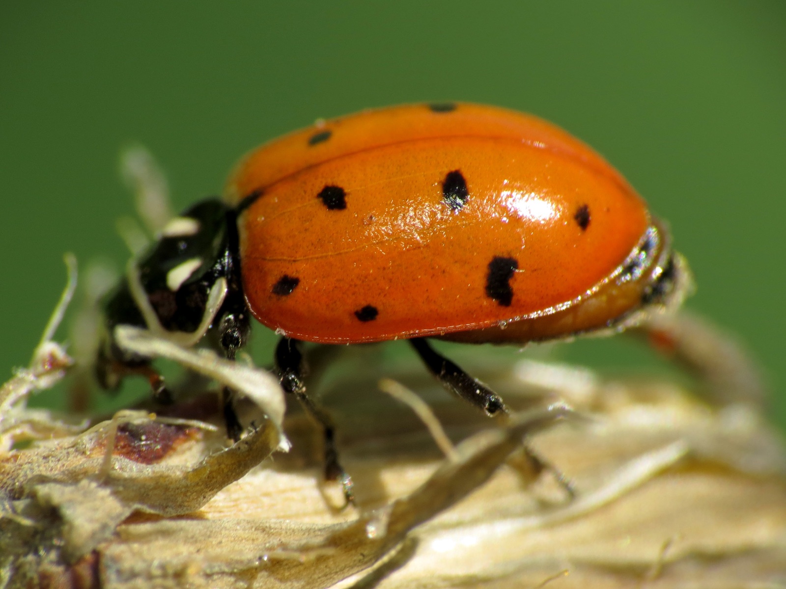 A convergent lady beetle, deep orange with black spots, on a dried plant stem
