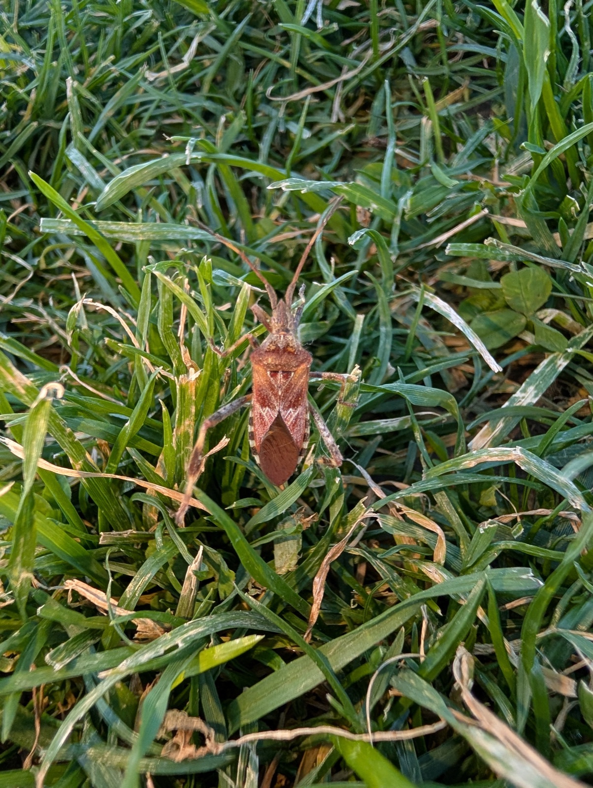 A western conifer seed bug on grass, showing the flattened leaf shaped hind legs