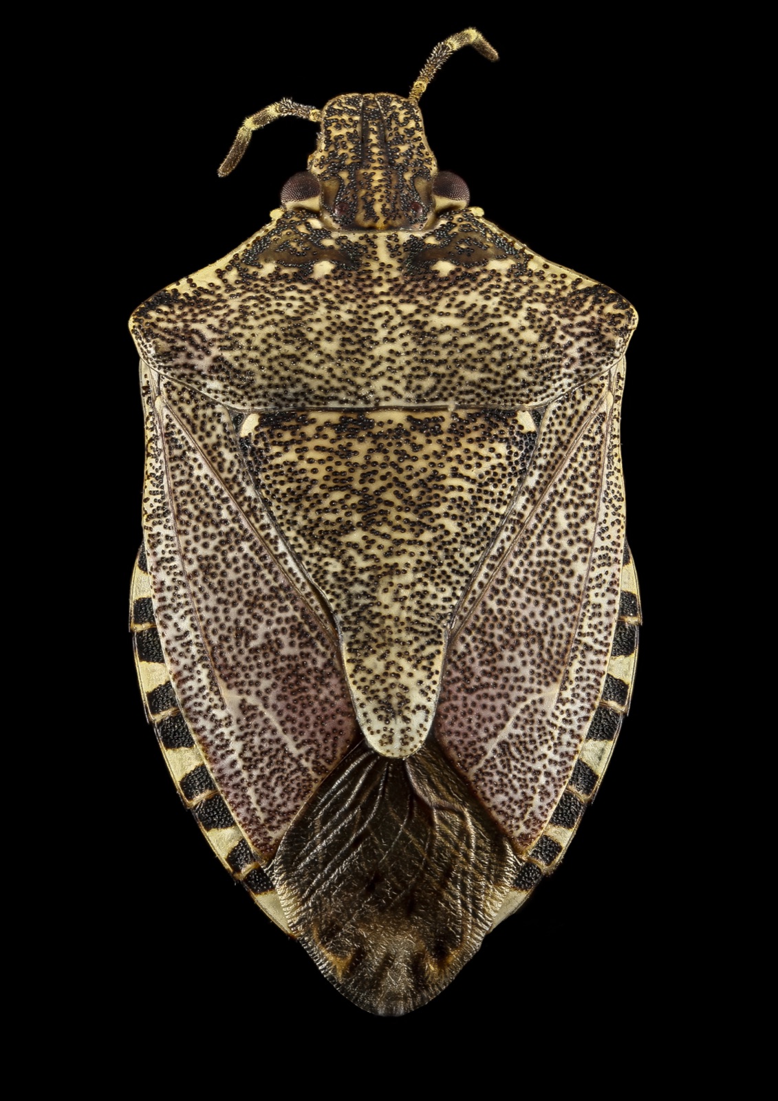 Close up of an adult brown marmorated stink bug from above, showing the banded abdominal edge