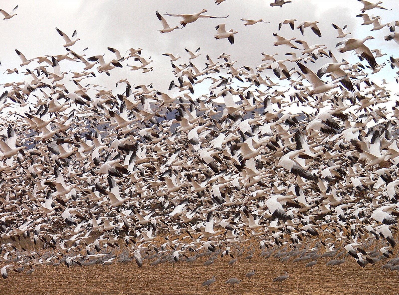 A dense white flock of snow geese lifting off shallow water all at once with wings blurred by motion, taller grey cranes standing among them