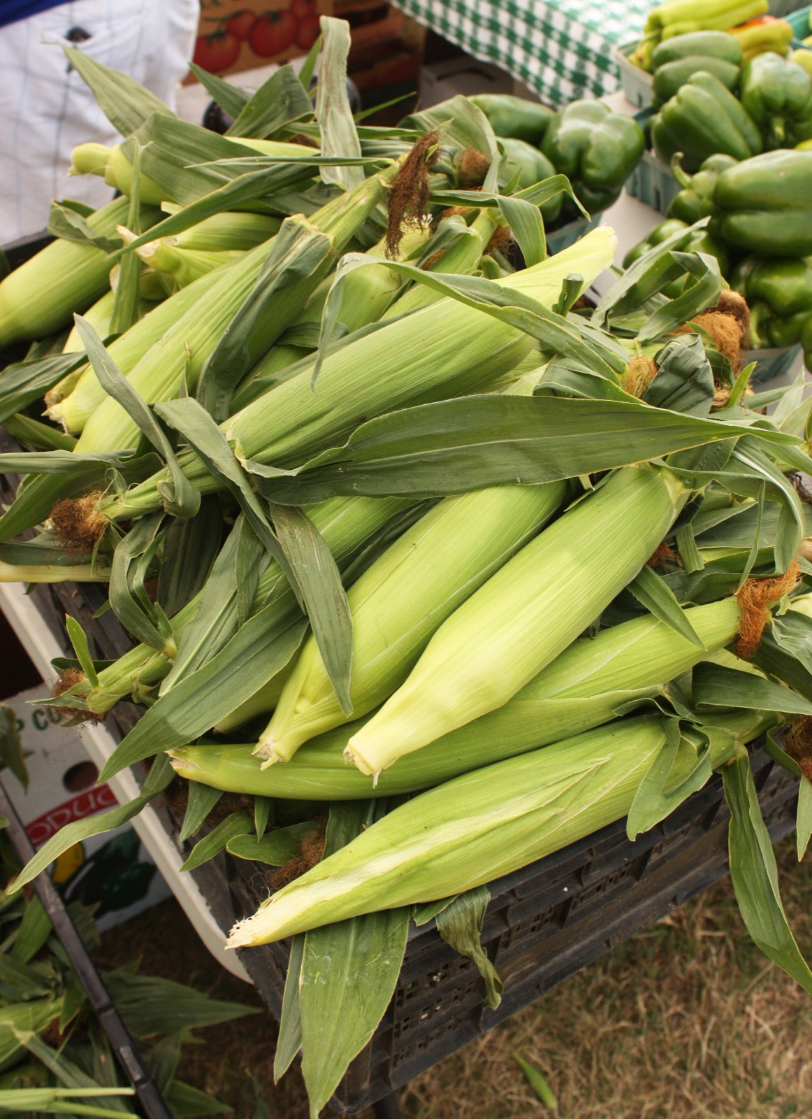 Sweet corn in the husk piled in a plastic crate at a market, with green peppers behind