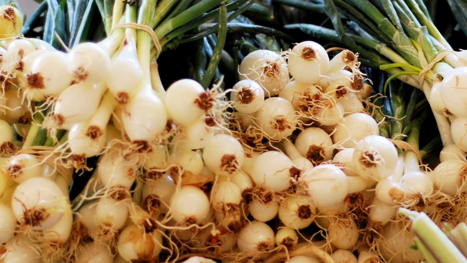 Bunches of white spring onions with roots and green tops piled on a market table