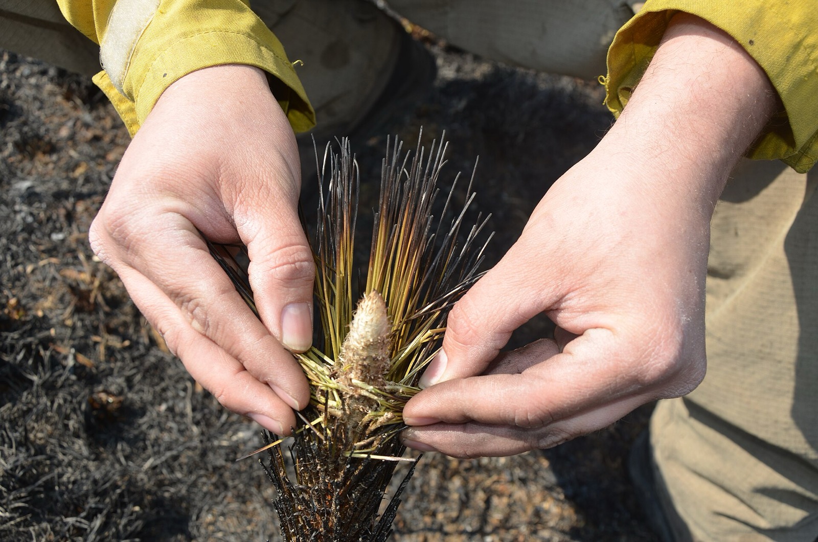 Two hands in yellow fire-resistant sleeves parting the scorched needles of a young longleaf pine to show a pale healthy bud at its centre, on blackened ground