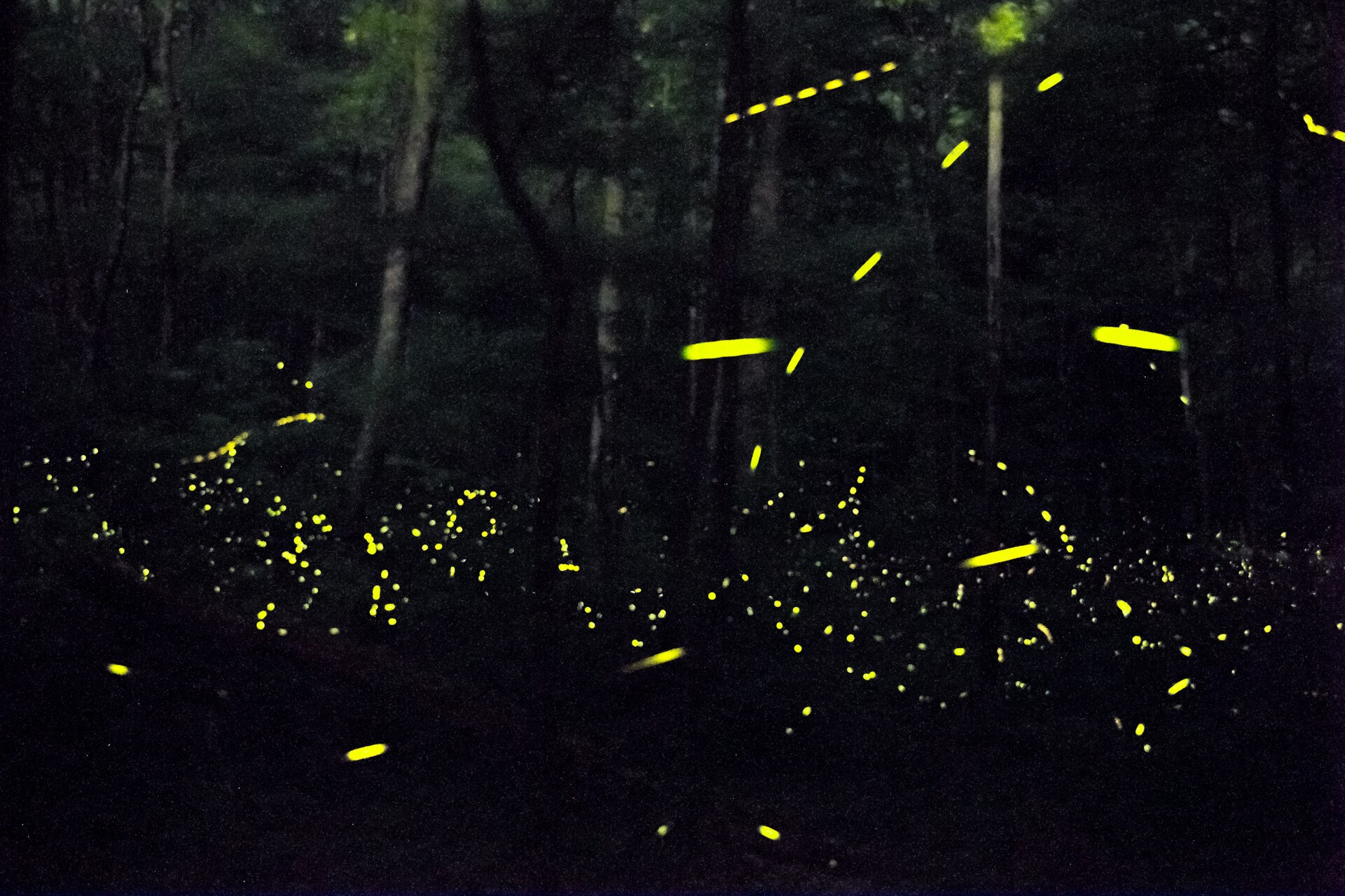 Long exposure photograph of synchronous fireflies in a dark forest in Great Smoky Mountains National Park, showing dashed yellow flight trails