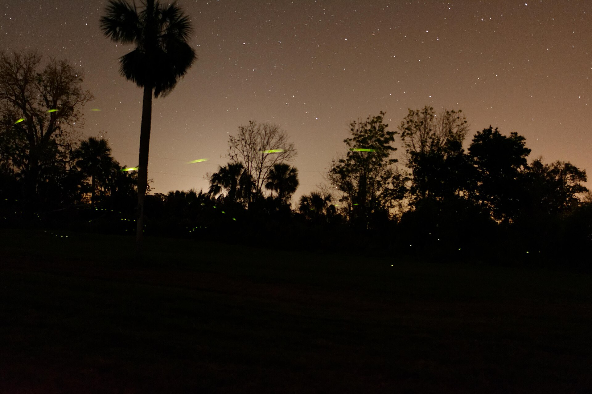 Fireflies leaving green streaks of light across a starry night sky above a dark treeline in coastal Georgia