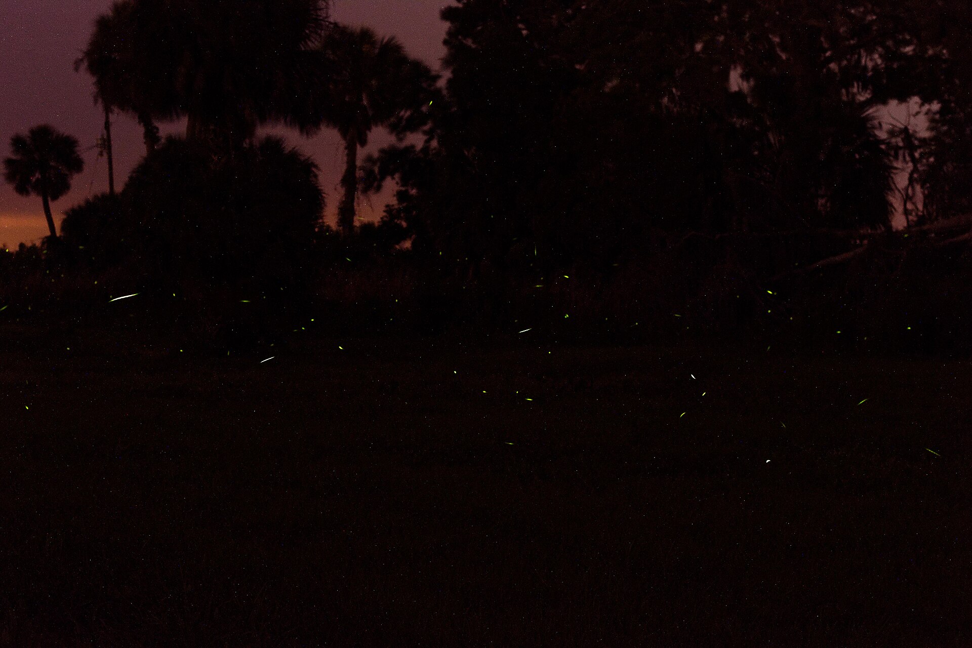 Long exposure photograph of dozens of green firefly flashes above dark grass at dusk, with palm silhouettes against a purple sky