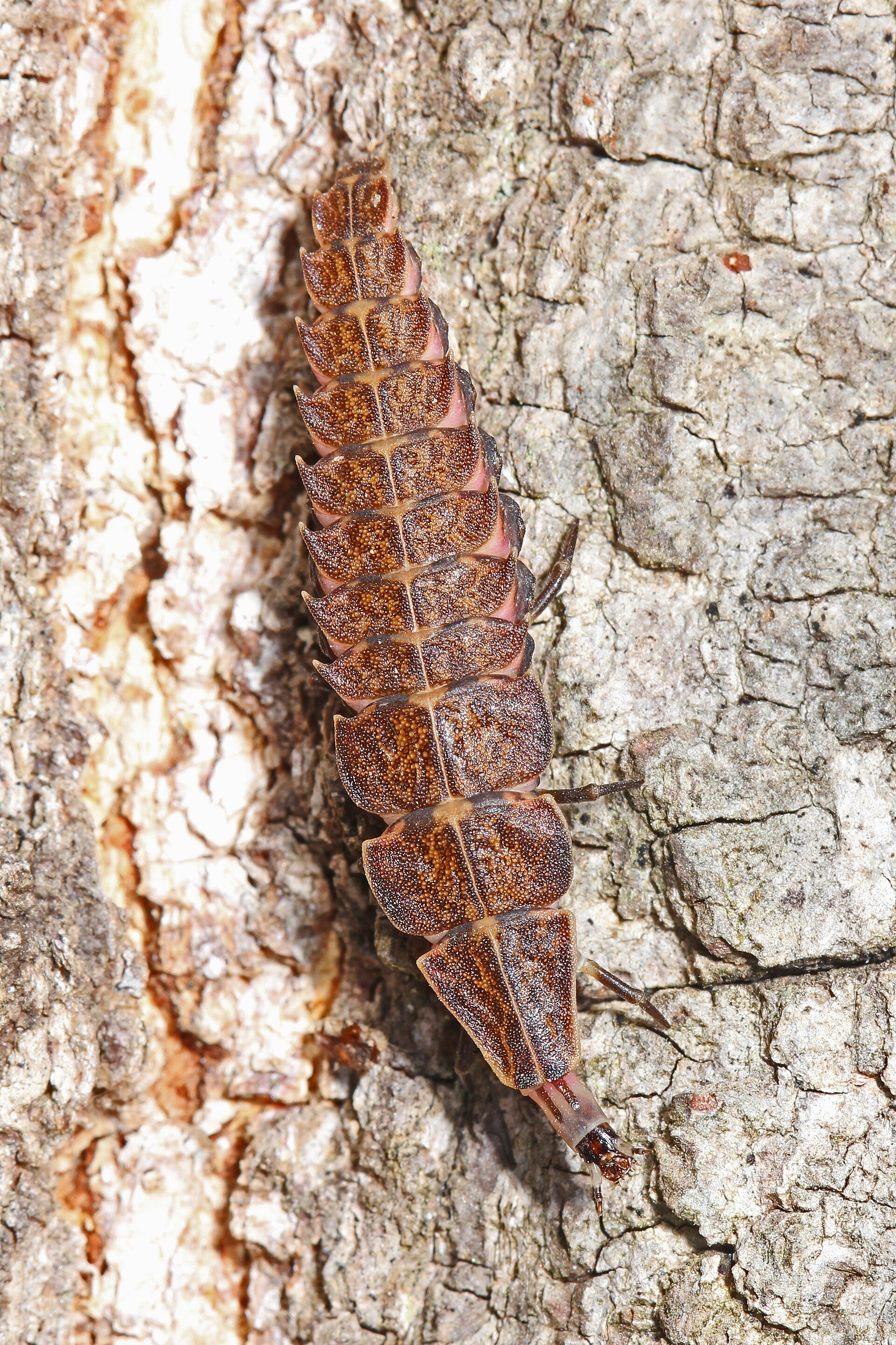 A firefly larva on pale tree bark, its brown armoured body plates overlapping like roof tiles