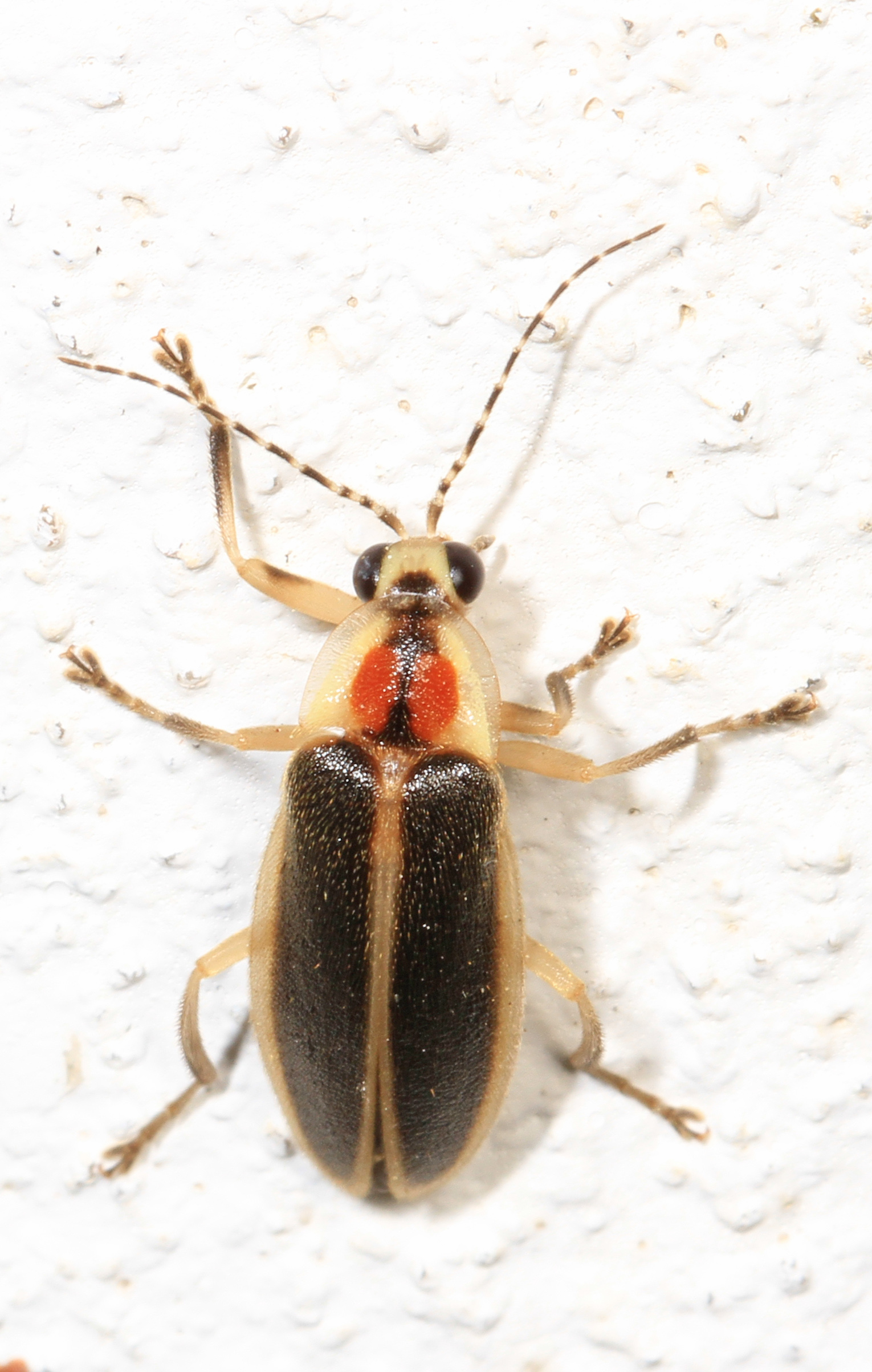 A Photuris firefly with long legs and an orange marked shield, resting on a white painted wall