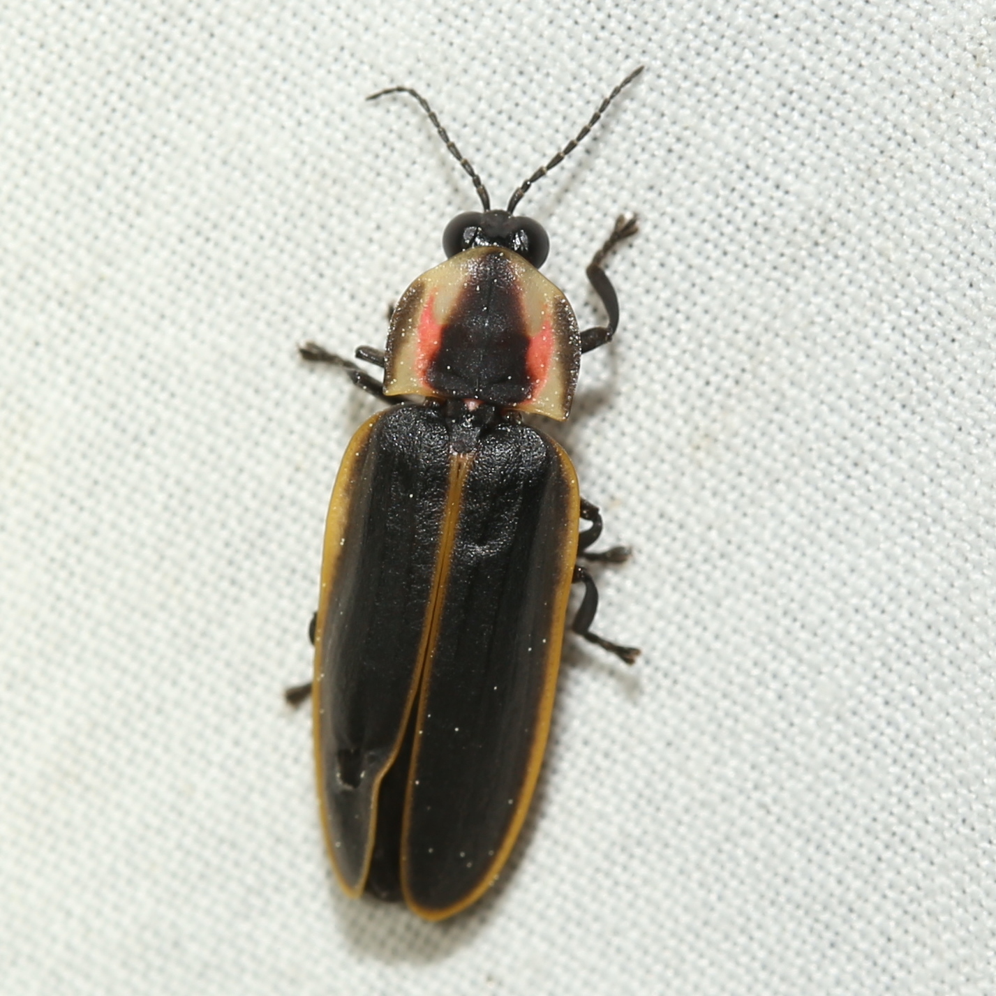 A spring treetop flasher firefly seen from above on white fabric, with yellow edged black wing covers